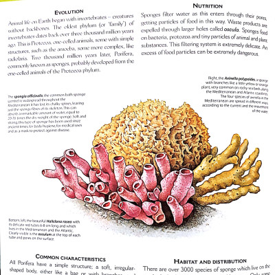 The Big Book Of Animals