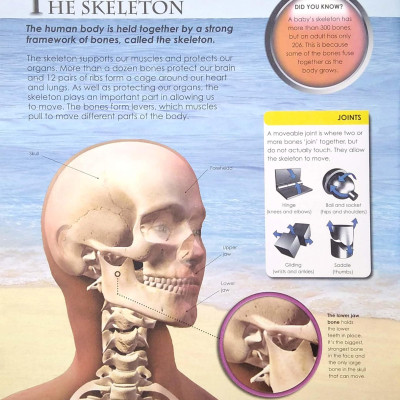 Primary Explorers: Human Body