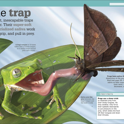 The Science Of Goo!: From Saliva And Slime To Frogspawn And Fungus