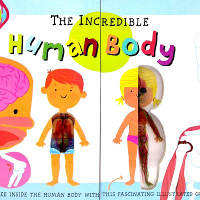 The Incredible Human Body - My First Human Body Book - New Version