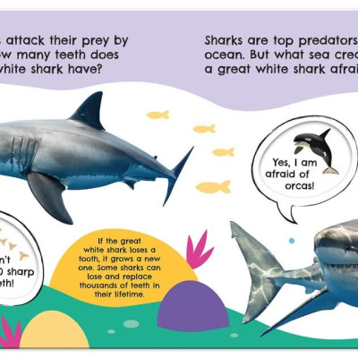 First Facts Sharks (Turn-the-Wheel Books)