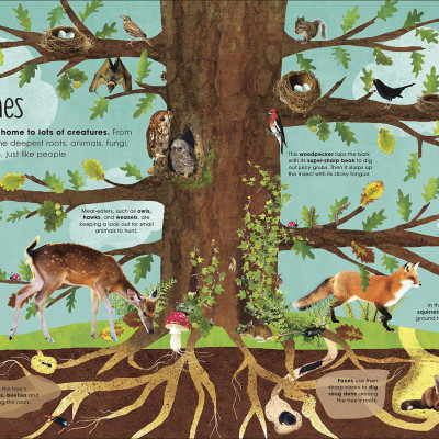 The Magic And Mystery Of Trees