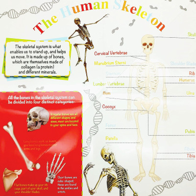 Wonder Of Learning - Discover The Human Body Foldout Reference Book