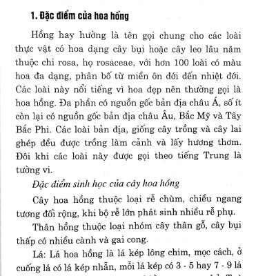Kỹ Thuật Trồng Và Chăm Sóc Hoa Hồng