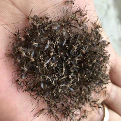 Đèn bắt muỗi Rạng Đông DBM01 5W - Chính Hãng