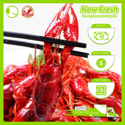 [GIAO NHANH HCM] Tôm Hùm Đất Crawfish Size Nhỏ - Túi 2.5Kg