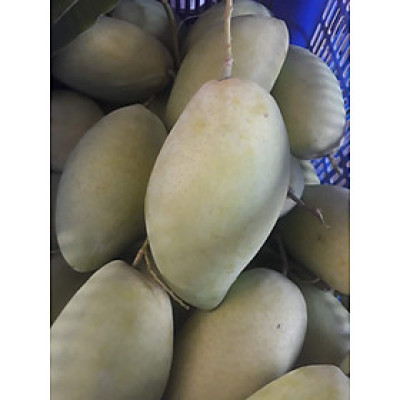 Xoài tươi-đặc sản xứ xoài Cam Lâm Khánh Hòa