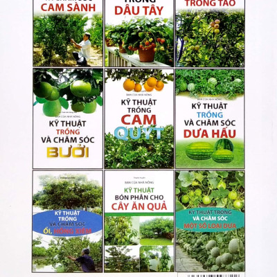 Kỹ Thuật Trồng Và Chăm Sóc Hoa Hồng