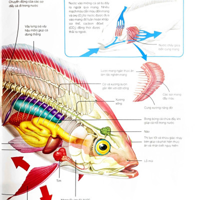 Hành Trình Khám Phá - Động Vật - Bìa Cứng
