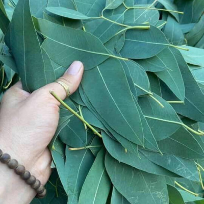 Nhang Khuynh Diệp Dương Minh 180cây nhang sạch 30cm 100% thành phần tự nhiên nhang thơm an toàn không hóa chất - nhang cây hương organic