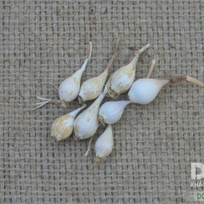 Đặc Sản Quảng Ngãi - Tỏi Cô đơn Lý Sơn Dori - Túi lưới 500g - Trồng tại đảo Lý Sơn