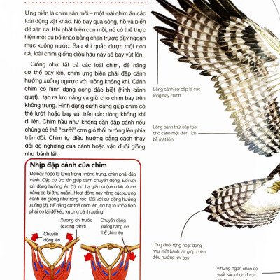 Hành Trình Khám Phá - Động Vật - Bìa Cứng