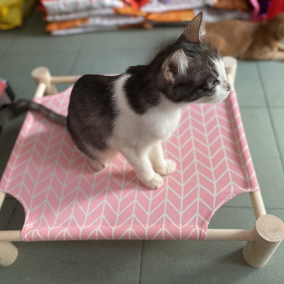  Giường Nằm Cho Thú Cưng <12kg