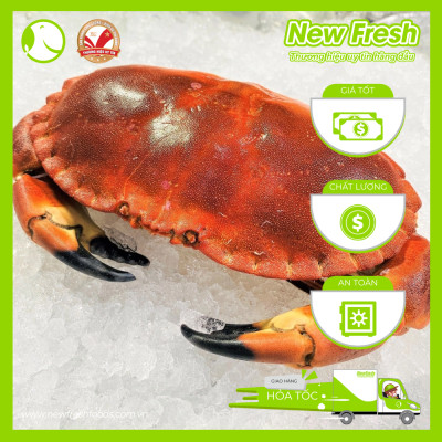 [GIAO NHANH HCM] Cua Nâu Nauy Siêu Gạch Đông Lạnh - 1 Con 1Kg