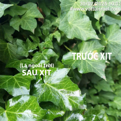 Xịt Bóng Lá hoa lan nhập khẩu Úc (chai lớn 840ml) hiệu Floral Leafshine giúp bóng lá, cứng cáp lá và ngăn xỉn màu lá