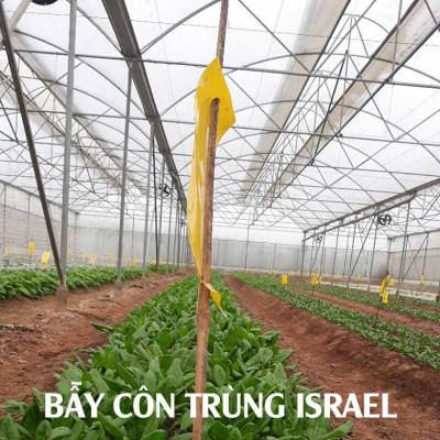 25 Miếng Bẫy Ruồi Vàng, Bẫy Côn Trùng gây hại rau sạch và cây ăn trái tại nhà nhập khẩu Israel Sticky Yellow Roll 
