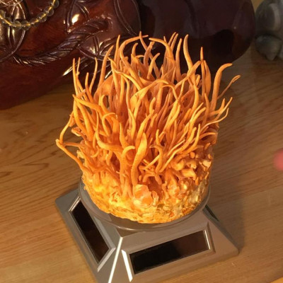 Thực phẩm chức năng: Viên Nang Mềm Đông Trùng Hạ Thảo TAKICHI