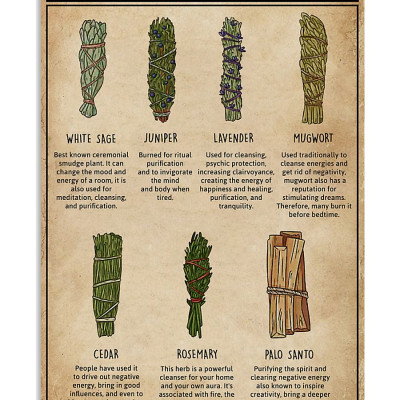 Bó lá xô thơm đen - Black sage - Mugwort