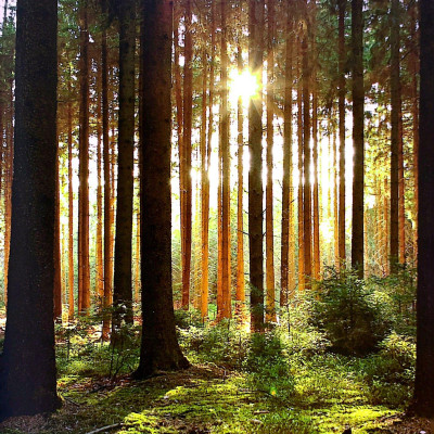 Sinh Tồn Giữa Thiên Nhiên Cẩm Nang Toàn Tập Về Dã Ngoại