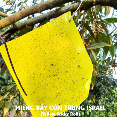 Miếng Dính Vàng Bẫy Côn Trùng Israel (Set 20 miếng 2 mặt keo, kích thước 18cm x 22cm) - Sticky Yellow Roll dùng bẫy các loại Côn Trùng Bay ngây hại rau sạch như Ruồi, Bọ Phấn, Bọ Trĩ, Bướm và côn trùng khác...