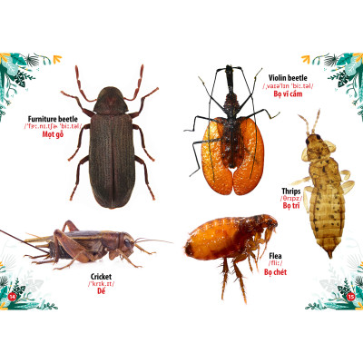 Sách - Trọn Bộ Combo Từ Điển Song Ngữ Đầu Tiên Của Bé ( bộ 8 cuốn)