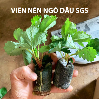 Viên Nén Xơ Dừa Trồng Ngó Dâu Thông Minh SGS (set 100 viên) đã bao gồm phân bón hữu cơ cho cây phát triển tốt trong 30 ngày
