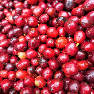 Túi Cà Phê Impact Fine Robusta Dak Lak 1kg