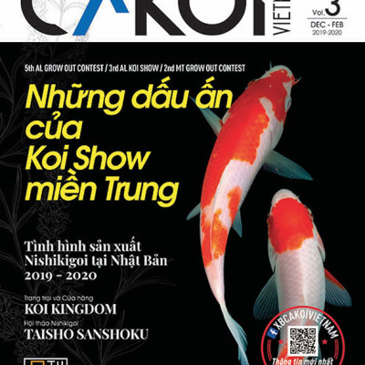 Cá Koi Vietnam - Combo 3 cuốn (Tập 1, 2, 3)