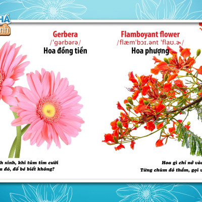 Song Ngữ Anh - Việt CBKPTGXQ - Hoa