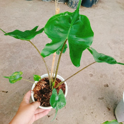 Cây Môn Cá Đuối Alocasia Stingray - Cây cảnh để trong nhà + Tặng phân bón cho cây