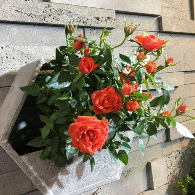 Chậu treo tường trông hoa hình lục giác độc đáo bằng đá tổ ong tự nhiên kích thước R15x30x30cm, chậu trồng hoa treo tường, Chậu đá ong xám