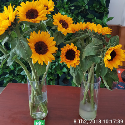 Thuốc cắm hoa Hướng Dương lâu tàn nhập khẩu Israel (Set 50 gói) giúp hoa tươi gấp 2 lần và 14 ngày không thay nước mới