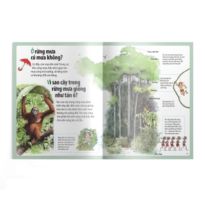  Em muốn biết vì sao (Bộ mới) - Thông có lá kim và những câu hỏi khác về rừng cây