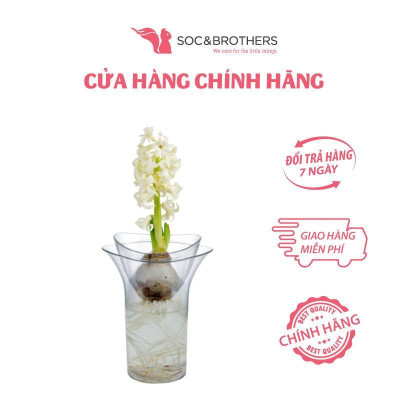 Lọ trồng cây Richell thủy canh 2 in 1