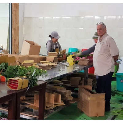 Xử Lý Hoa Cúc Cắt Cành Bằng Chế Phẩm Tog Galileo Của Israel (Chai 1 Lít)