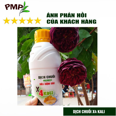 Phân Bón Hoa Hồng Combo Phân Đậu Nành Soymic - Dịch Chuối Humic ( 2 Chai x 1 L)