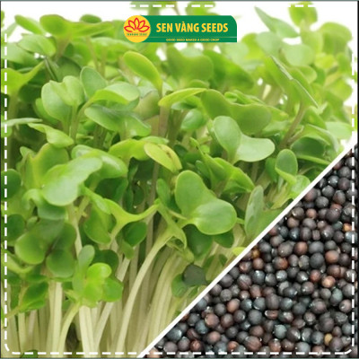 Hạt Giống Rau Mầm Bông Cải Xanh Broccoli - Hạt chắc, nảy mầm khỏe, siêu dinh dưỡng - HẠT GIỐNG SEN VÀNG