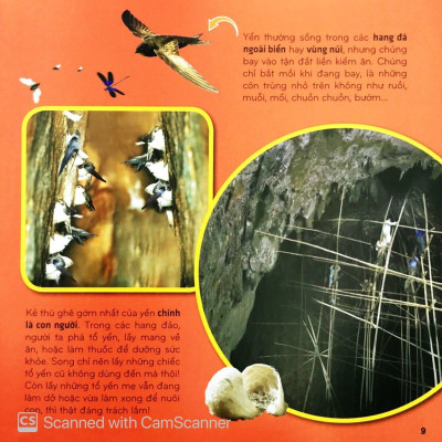 Sách - Bí Ẩn Thế Giới Loài Vật - Chim (Tái Bản 2025)