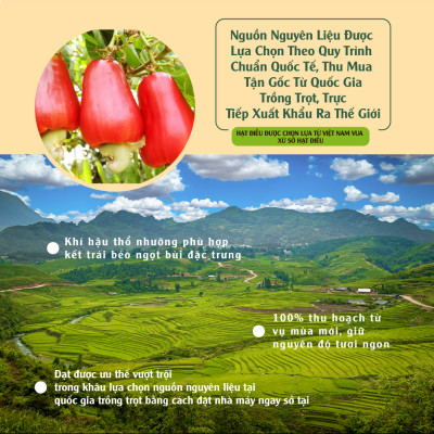 Hạt Điều Có Muôi 1kg Dan D Pak