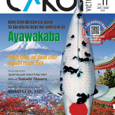 Cá Koi Vietnam - Combo 3 cuốn (Tập 10, 11, 12)