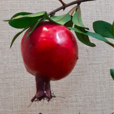 Cây lựu giả - cao 140cm - Cây giả, hoa lụa Decor trang trí nhà cửa