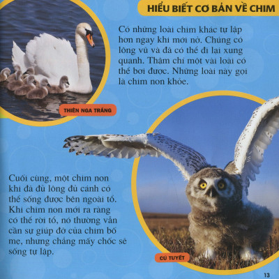 Cuốn Sách Lớn Đầu Tiên Của Tớ - Chim