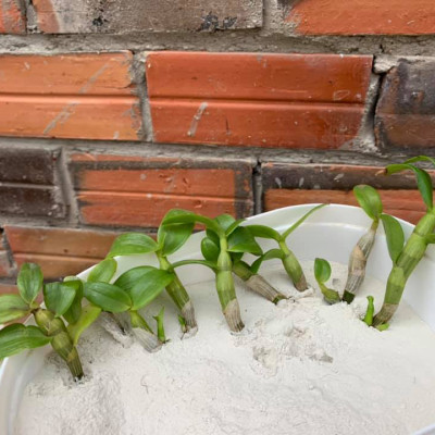 Bột Kích Thích Ra Rễ Israel – Dry Rooting Powder Hormoril 3 Hàng Nhập Khẩu (Hủ 100gr), Dùng đẩy nhanh quá trình ra rễ trong việc giâm cành, chiết cành và cây con thuộc họ Thân Thảo, thân mềm