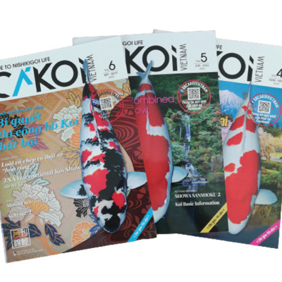 Cá Koi Vietnam - Combo 3 cuốn (Tập 4, 5, 6)
