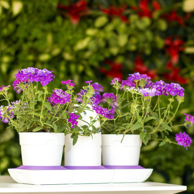 Bộ Trồng Cây Tự Dưỡng Để Bàn Ngày Tết Minigarden Basic S giúp cây văn phòng tự tưới nước và Tự sống tốt mà không cần chăm sóc cây