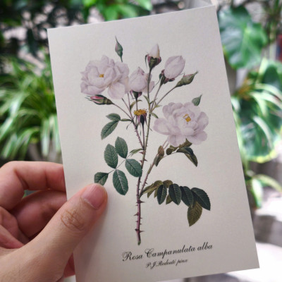 BỘ POSTCARD HOA HỒNG sử dụng 100 bức minh hoạ gốc trong sách Les Roses – Redoute (Nho Xanh)