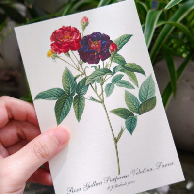 BỘ POSTCARD HOA HỒNG sử dụng 100 bức minh hoạ gốc trong sách Les Roses – Redoute (Nho Xanh)