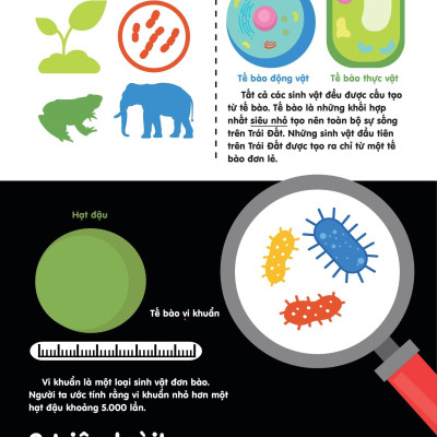 Infographics - Bách Khoa Tri Thức Bằng Đồ Họa Cho Trẻ Em - Tiến Hóa