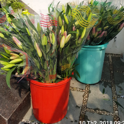 Xử lý Hoa Lily không nở trong 15 ngày tại nhà vườn trồng hoa Growers nhập khẩu Israel TOG đậm đặc Combo pha 1.000L dung dịch