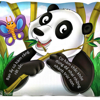 Cùng Bé Yêu Khám Phá Rừng Xanh - Chúng Mình Đã Biết Gì Về Loài Gấu Trúc